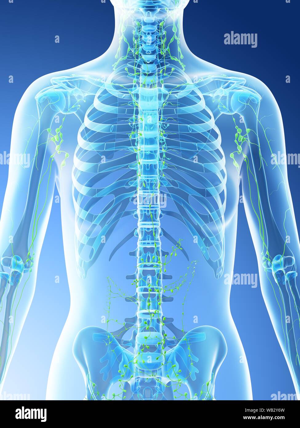 Weibliche Brust Lymphknoten, computer Abbildung Stockfotografie - Alamy