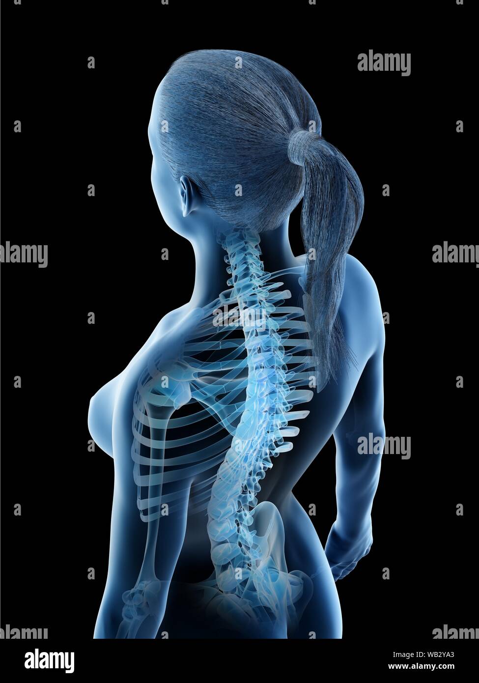 Weibliche Anatomie, Rücken und Nacken computer Abbildung ...