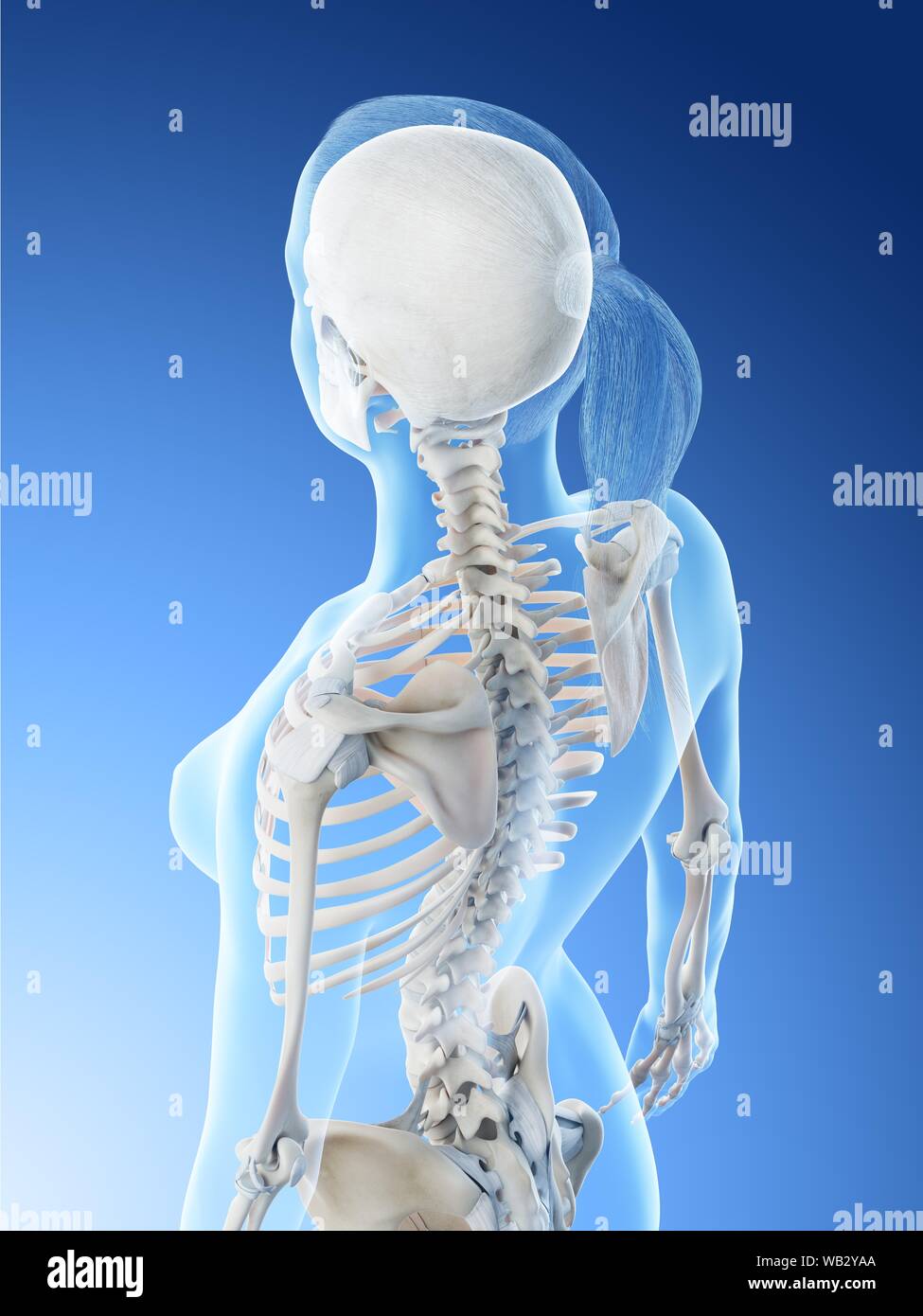 Weibliche Anatomie, Rücken und Nacken computer Abbildung ...