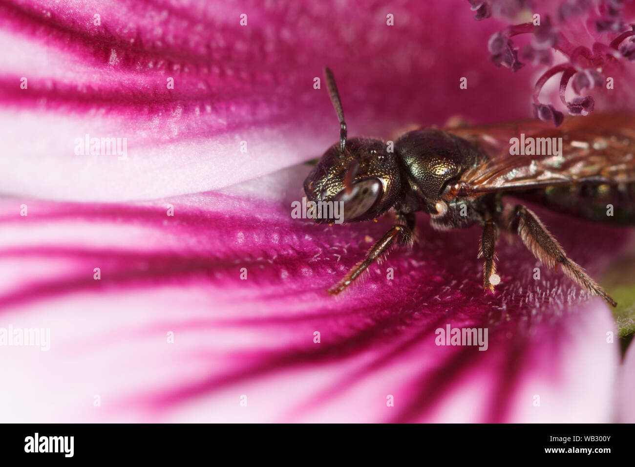 Eine kleine Tischler Biene (Ceratine) liegt im Schutz einer Blume. Stockfoto