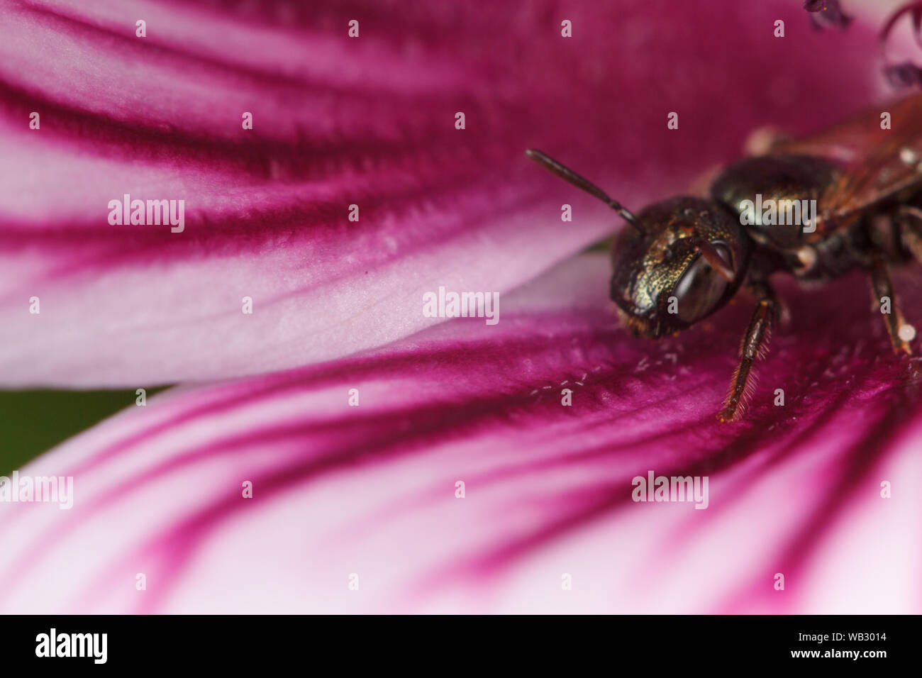 Eine kleine Tischler Biene (Ceratine) liegt im Schutz einer Blume. Stockfoto