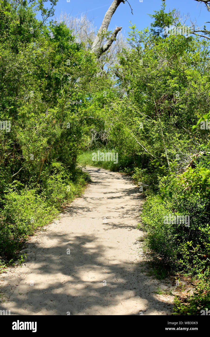 Wanderweg durch den Wald an der Küste von Georgia, USA Stockfoto