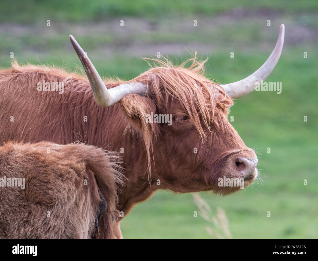 Highland Kuh auf polnischen Wiese. Highland Cattle (Schottisch-gälisch: bò Ghàidhealach; Scots: Heilan coo) sind eine Scottishcattle Rasse. Stockfoto