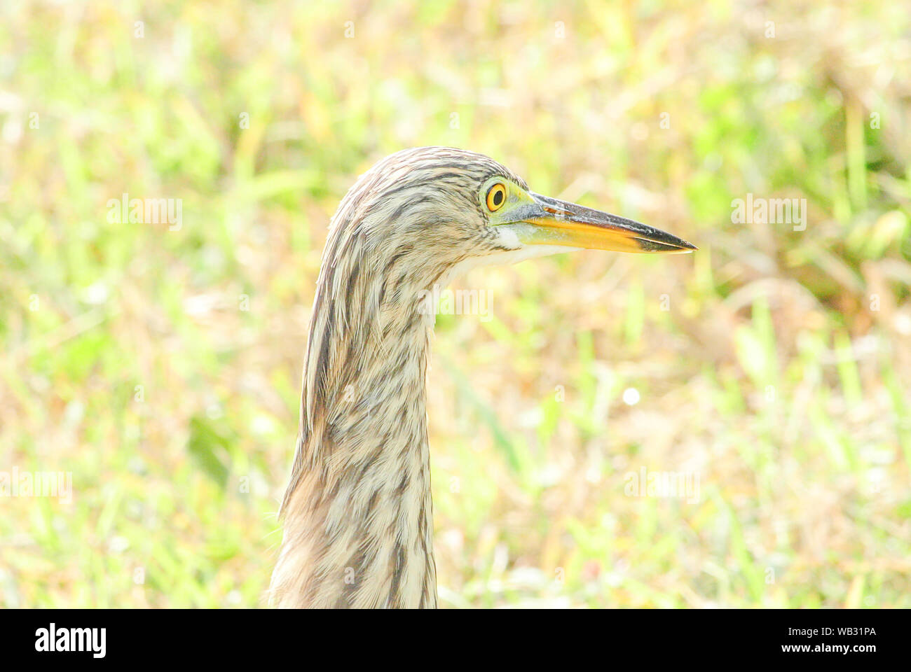 Asiatische vogelarten Fotos und Bildmaterial in hoher Auflösung Alamy