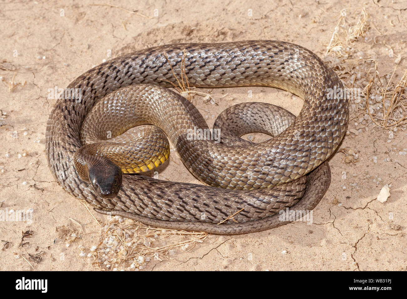 Inland Taipan der westlichen Queensland Australien Stockfoto