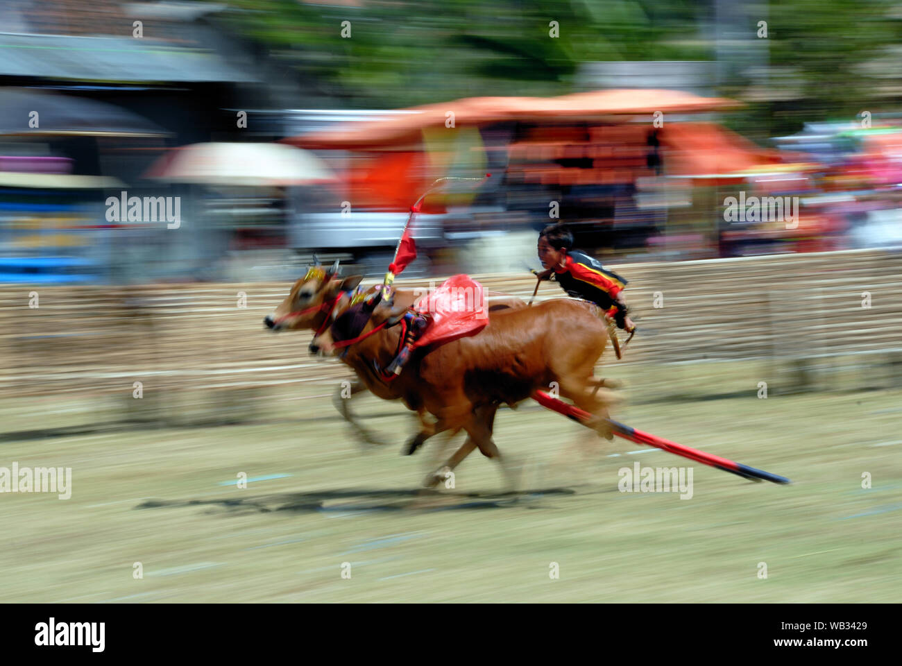 Karapan Sapi, bull Rennen in Madura Insel, Indonesien Stockfoto