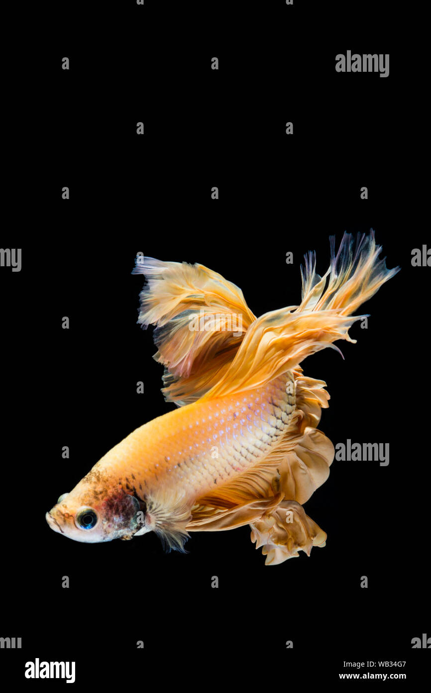 Gelb Gold betta Fisch, Siamese fighting fish auf schwarzem Hintergrund Stockfoto