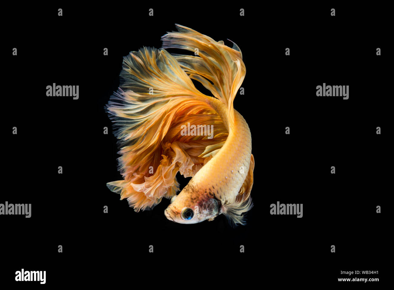 Gelb Gold betta Fisch, Siamese fighting fish auf schwarzem Hintergrund Stockfoto