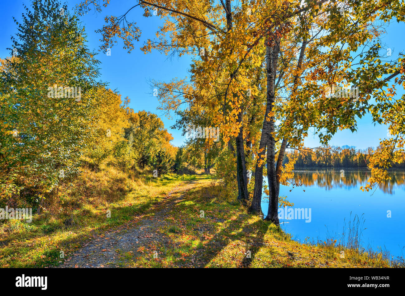 Goldener Herbst am See - malerische Herbst Landschaft in der Nähe von See oder Fluss mit Reflexion der gelbe Bäume Laub in der Wasseroberfläche. Sonnigen Tag w Stockfoto