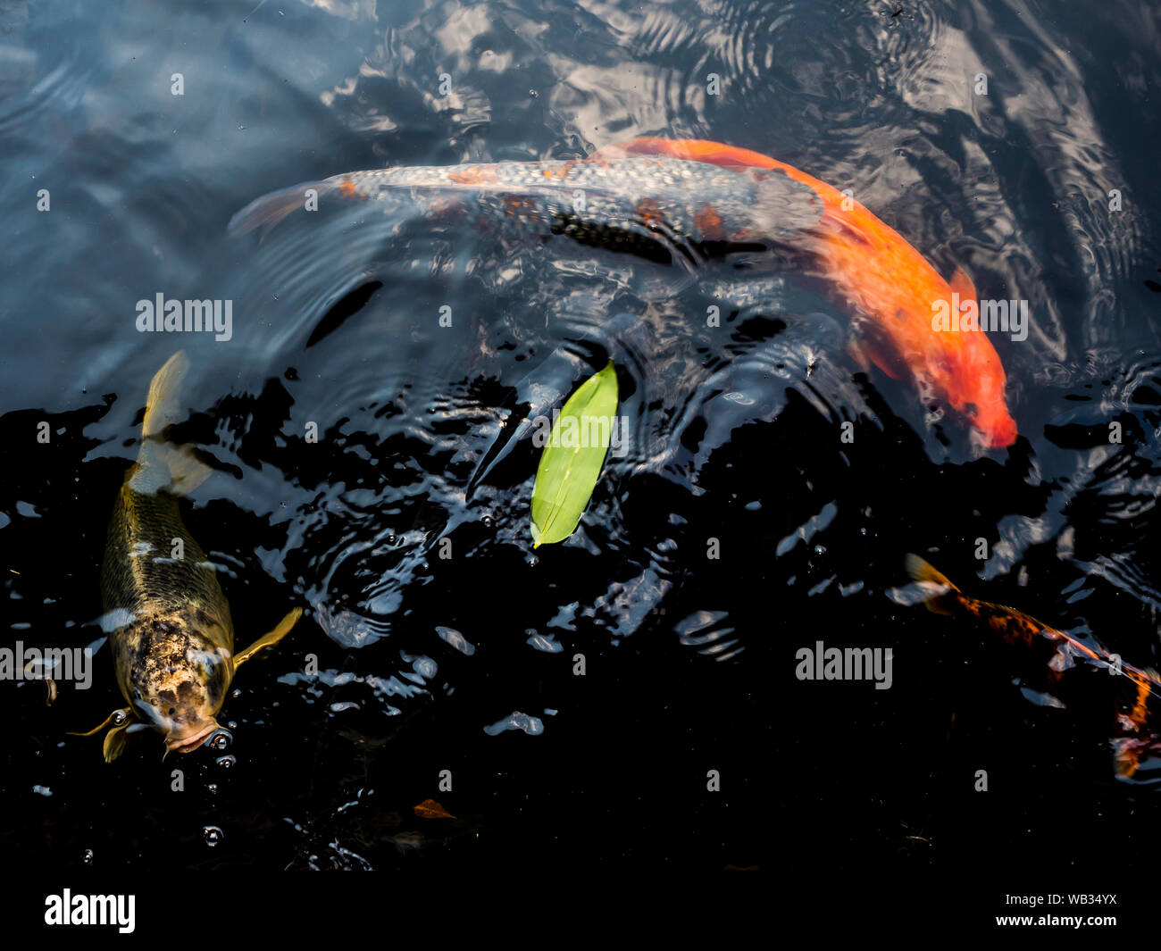 Koi Karpfen in einem Teich in Tokio Stockfoto