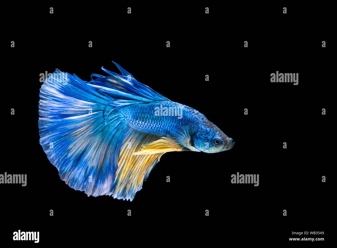Gelber Betta Stockfotos Und Bilder Kaufen Alamy