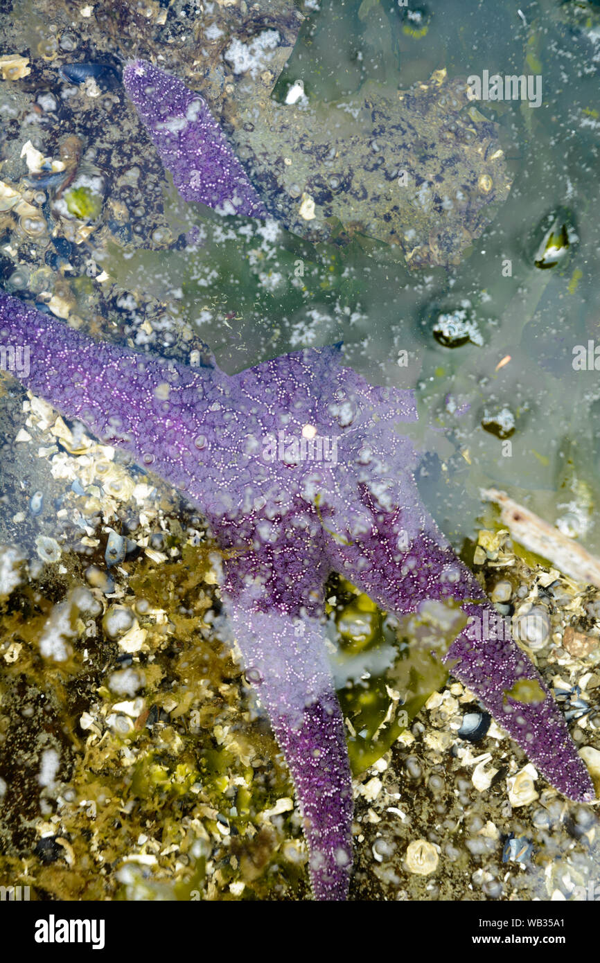 Purple Sea Star starfish teilweise in gezeitentümpel Wasser eingetaucht, Gezeitenzone, drumbeg Provincial Park, British Columbia, Kanada. Stockfoto