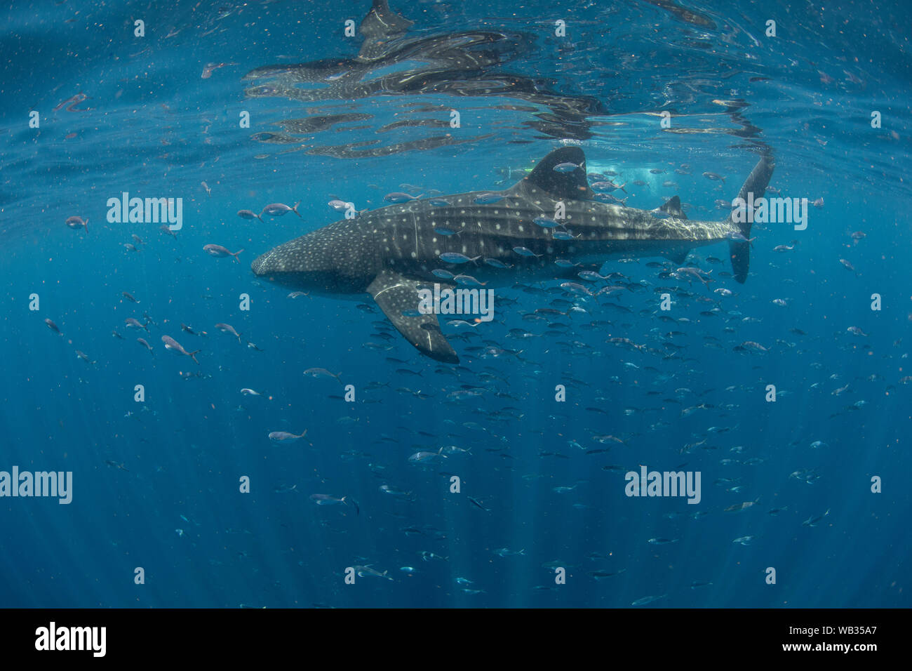 Walhai umgeben von Fisch mit Sonnenstrahlen, Isla Mujeres Mexiko Stockfoto