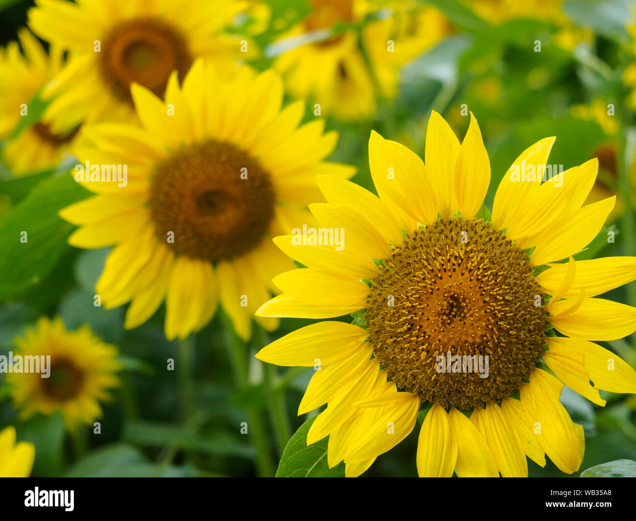 Sonnenblumen Stockfoto