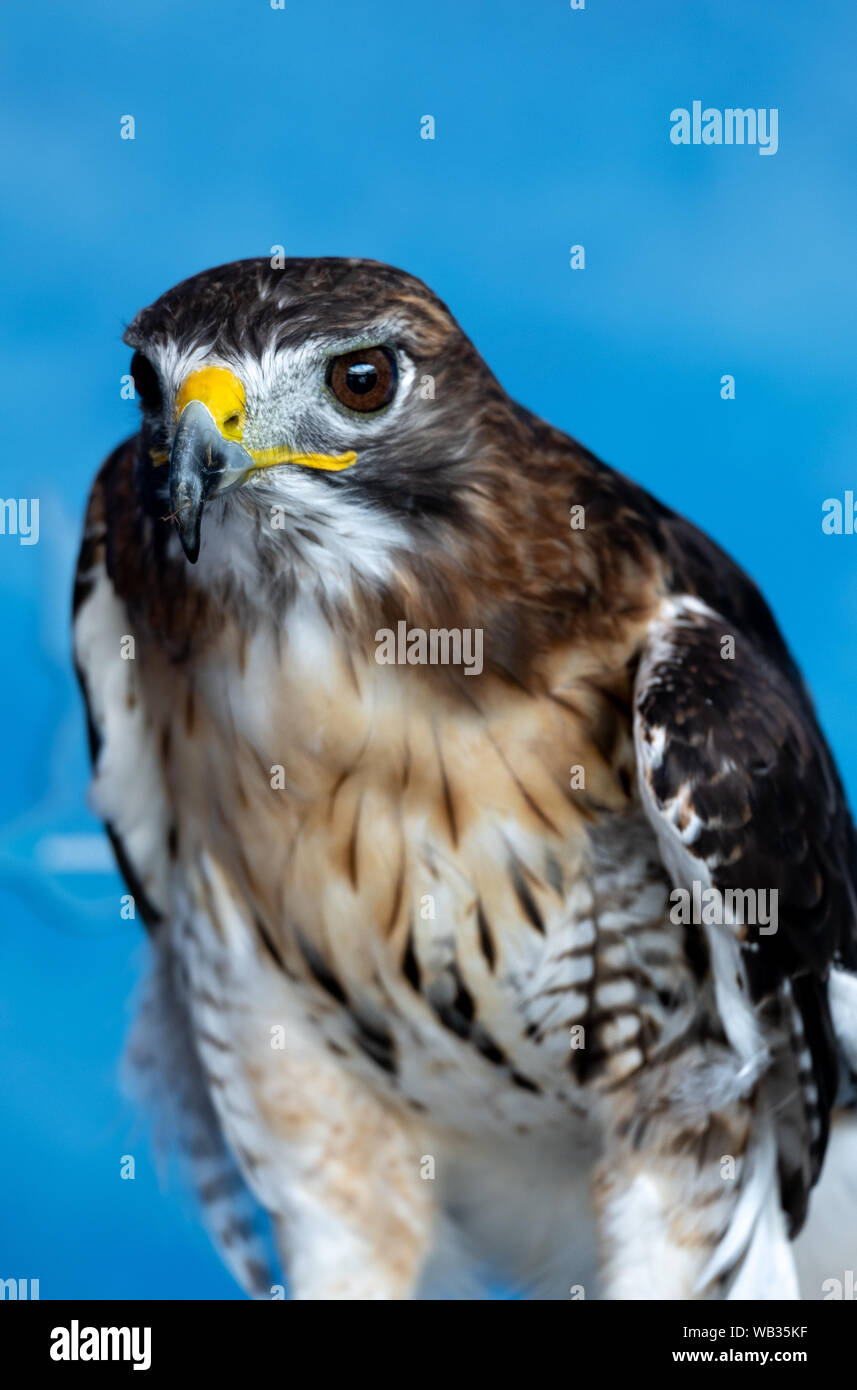Eine red tailed hawk Sitzstangen auf dem Handschuh von Trainer bei der National Aviary in Pittsburgh, Pennsylvania, USA Stockfoto