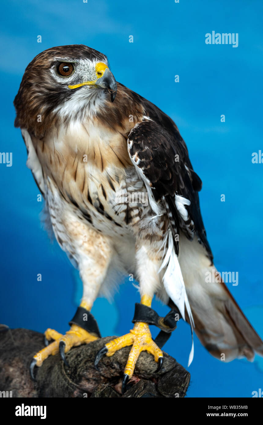 Eine red tailed hawk Sitzstangen auf dem Handschuh von Trainer bei der National Aviary in Pittsburgh, Pennsylvania, USA Stockfoto