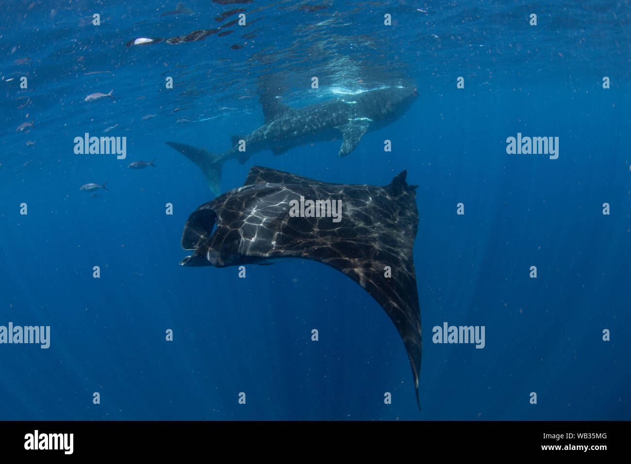 Mantas und Walhaie in blaues Wasser mit Sonnenstrahlen, Isla Mujeres Mexiko Stockfoto