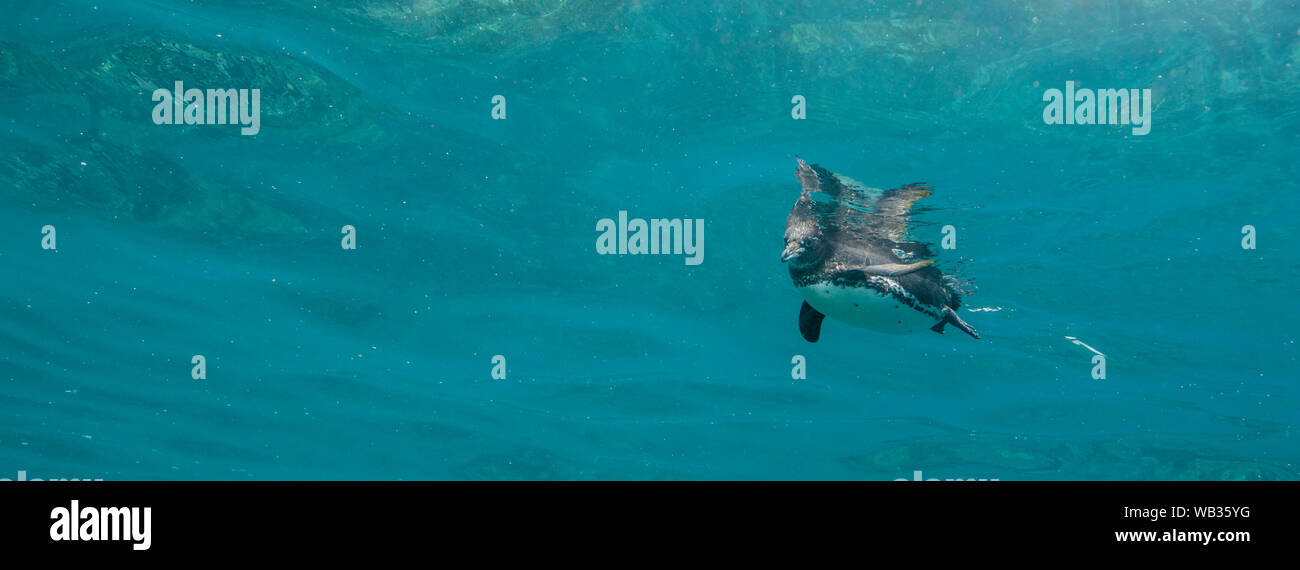 Ein kleiner Pinguin sieht auf der Fotograf beim Schwimmen an der Oberfläche, Galapagos, Ecuador Stockfoto