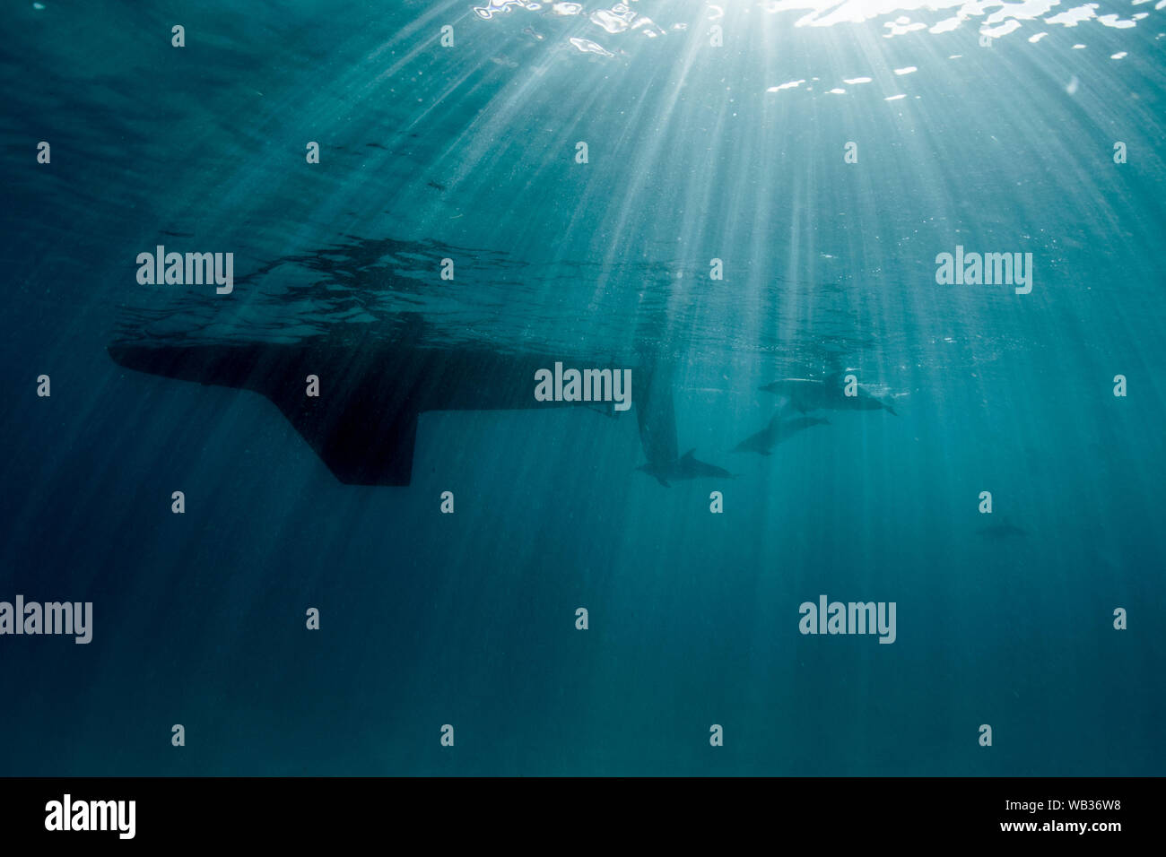 Atlantischen Delphine jagen ein Segelboot mit Sonnenstrahlen beschmutzt Stockfoto