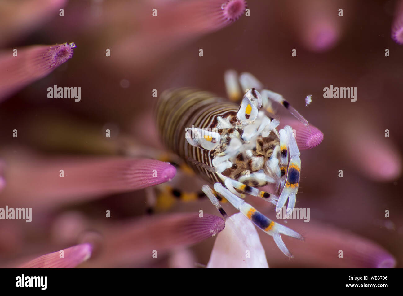 Eine Hummel Garnelen Anhängevorrichtungen eine Fahrt auf einen Seeigel. Schuss mit dem SMC-2. Stockfoto