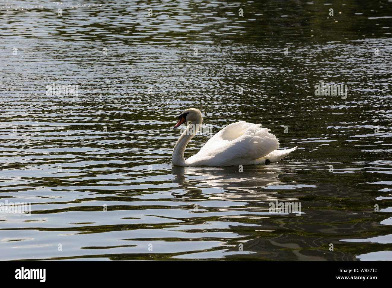 Ein weißer Schwan am Hyde Park an einem warmen und sonnigen Tag in London gesehen. Met Office Prognosen davon aus, dass die Temperaturen um 33 Grad Celsius wird über das Wochenende steigen, was könnte der britischen Rekord für die heißesten jemals August Bank Holiday zerschlagen. Die aktuelle höchste Temperatur auf der Aufzeichnung für August Bank Holiday Montag ist 28,2 C bei Holbeach, Lincolnshire im Jahr 2017. Stockfoto