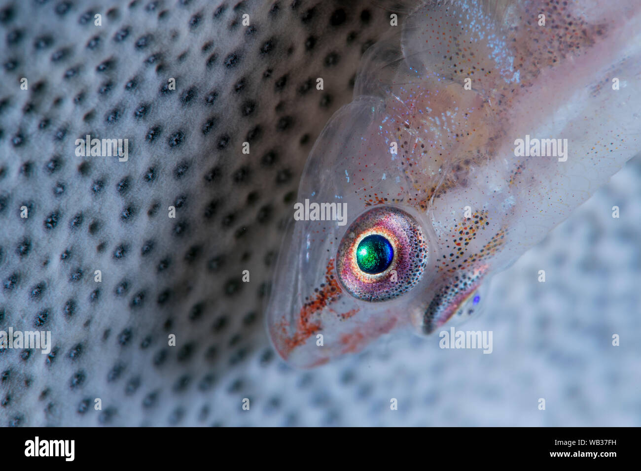 Transluzente Grundel auf Schwamm Stockfoto