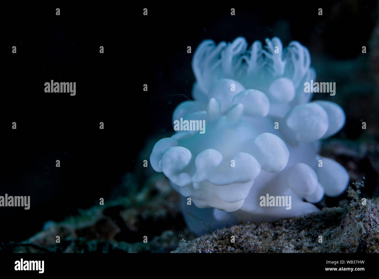 Nacktschnecken, Anilao Philippinen Stockfoto