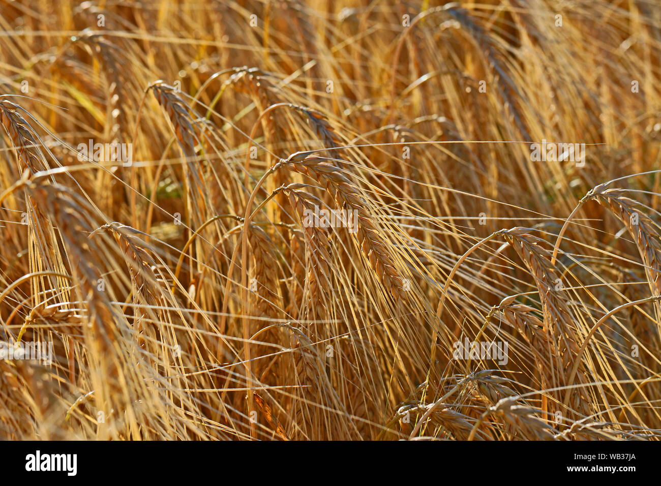 Ohren von Gerste Latin Hordeum vulgare im Frühsommer in einem Feld in Italien wächst Stockfoto