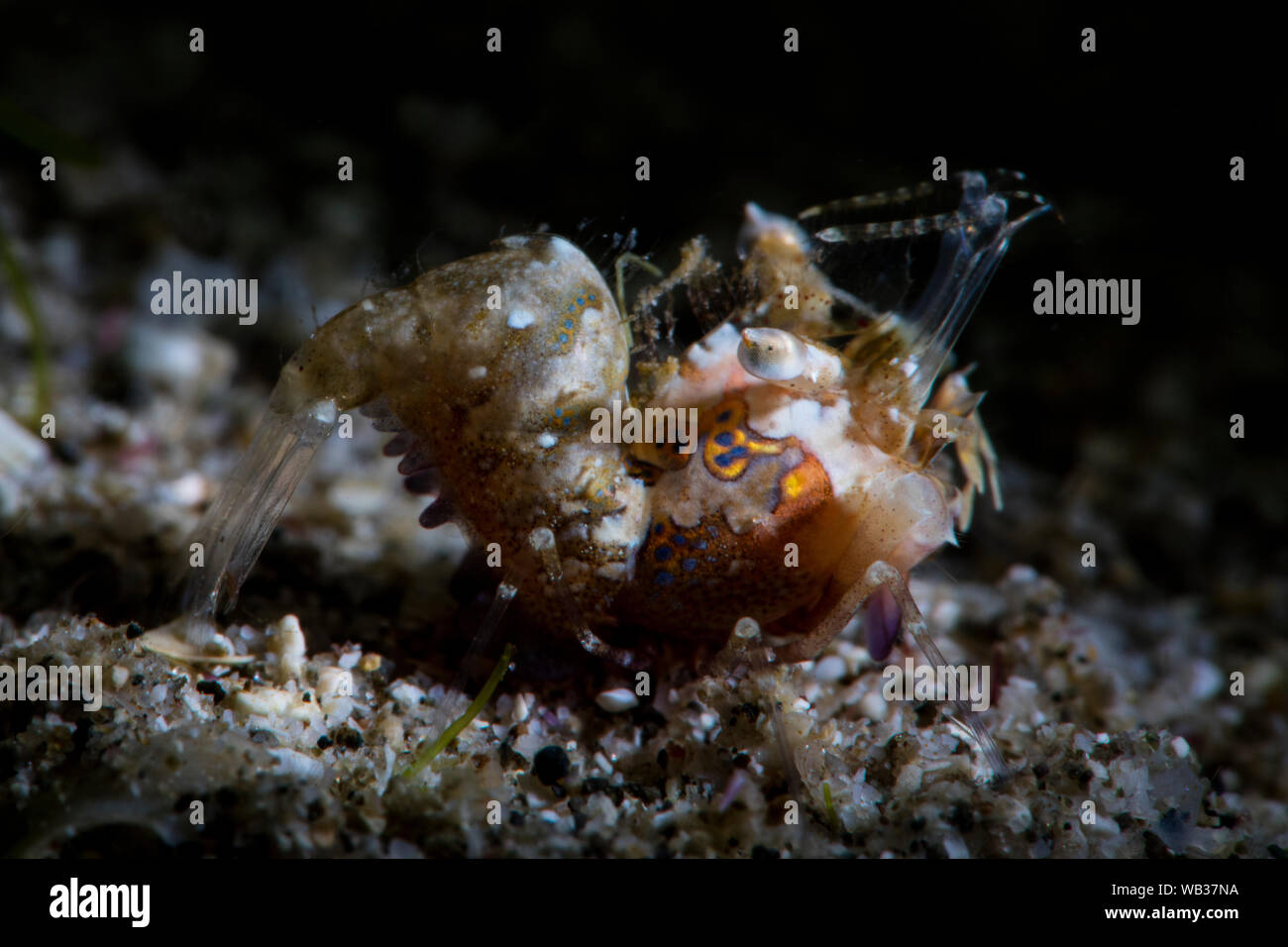 Winzige Odd Shrimp, Anilao Philippinen Stockfoto