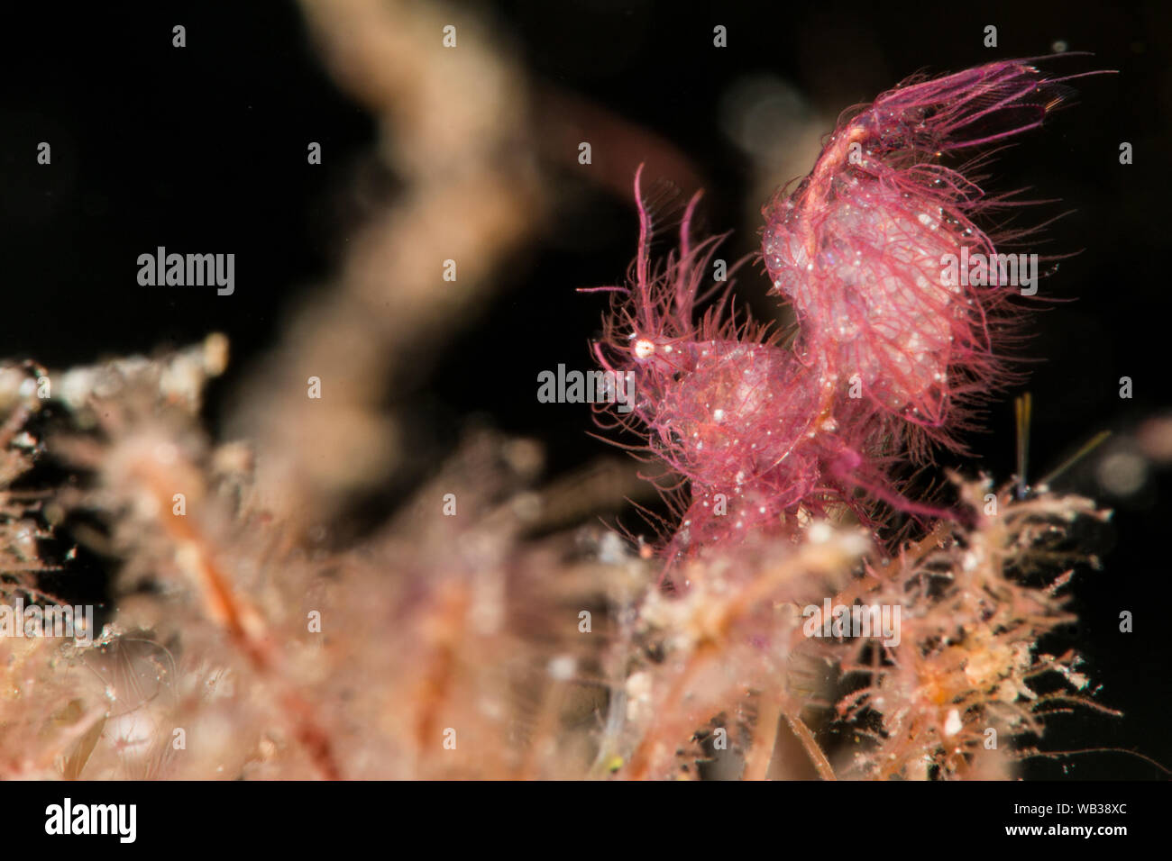 Kleine haarige Garnele mit Eiern im Schlepptau, Super Makro, Bali Indonesien Stockfoto