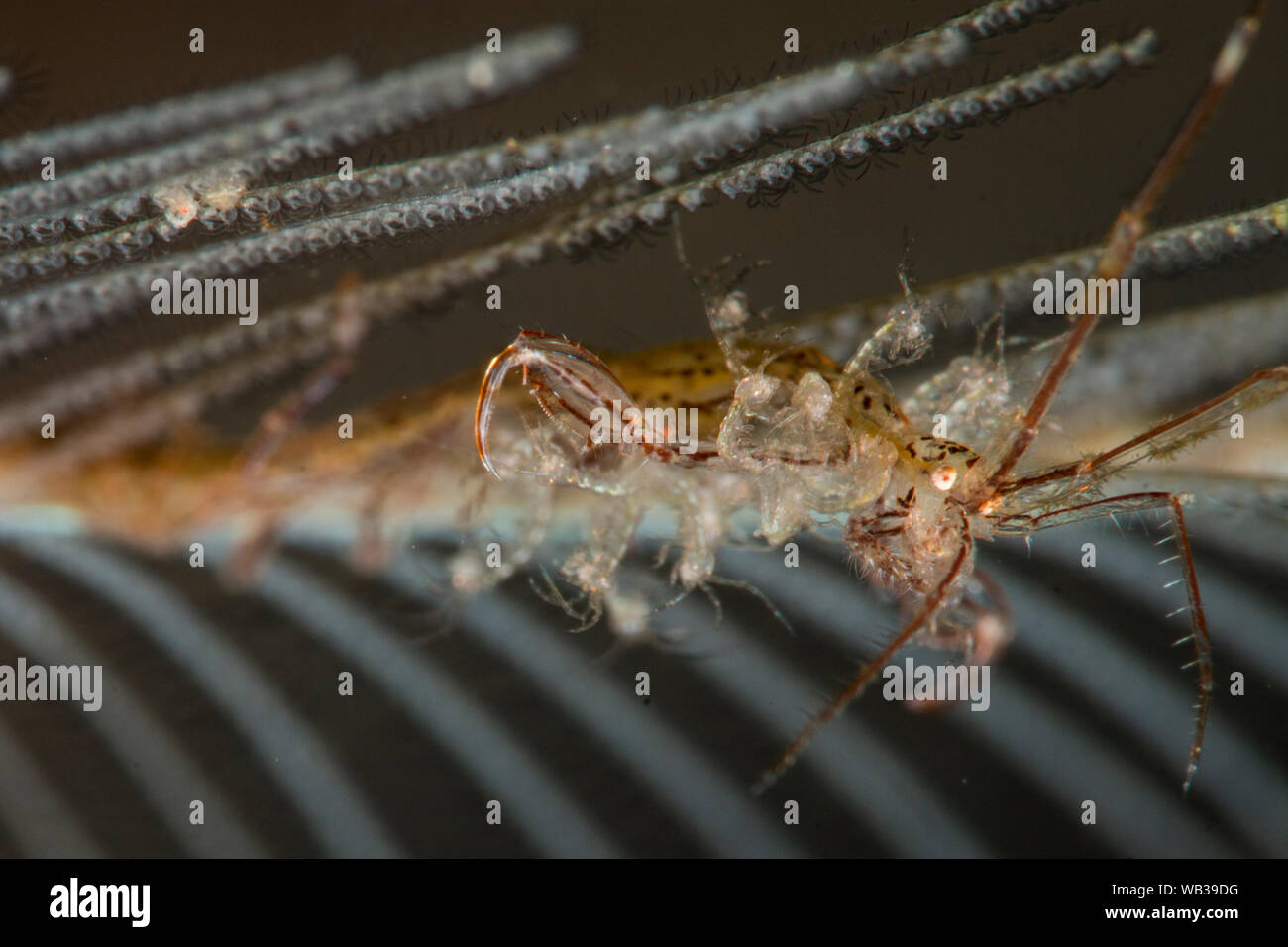 Skelett Garnelen mit Jugendlichen angebracht, Super Makro, Bali Indonesien Stockfoto