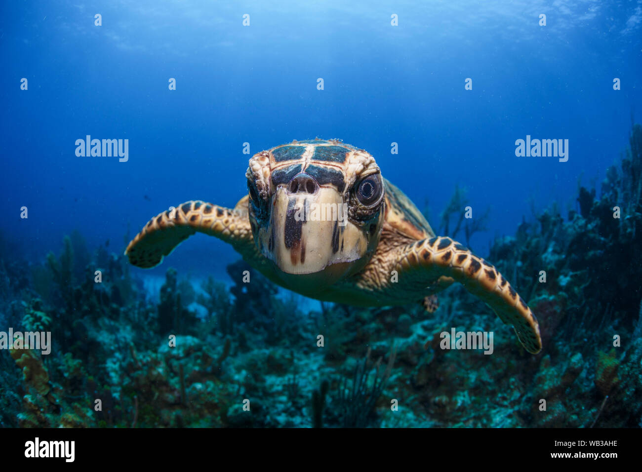 Kleine Hawksbill Schildkröte Kontrollen, die Kamera unter Wasser Stockfoto