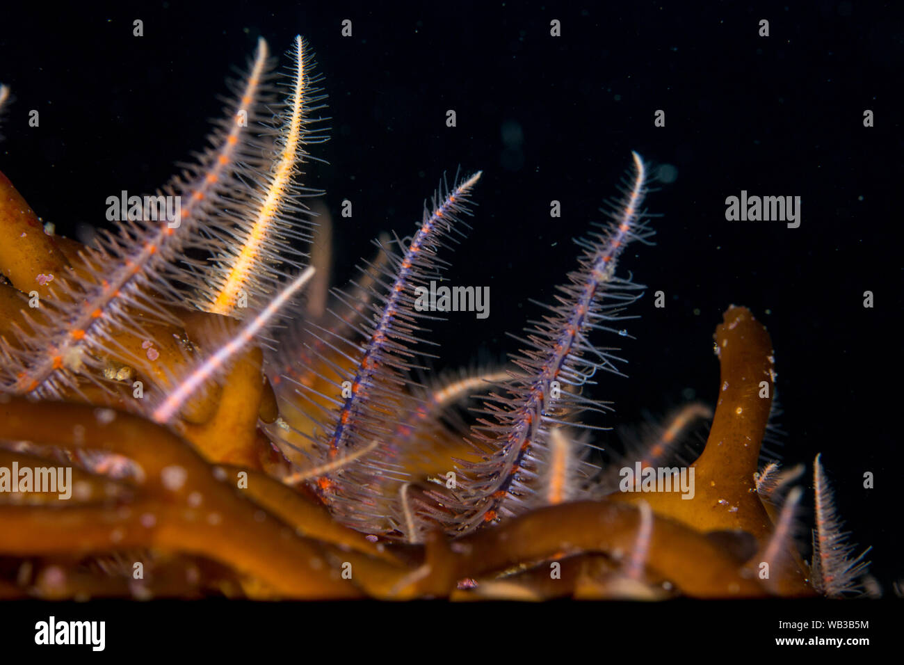 Spröde Starfish Tentakel auf Kelp Stockfoto