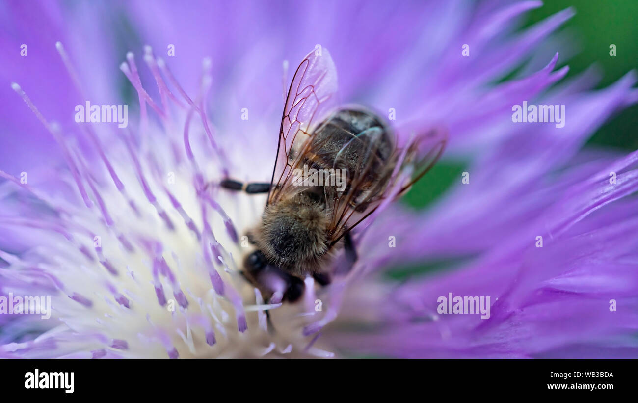 Die Bestäubung, Honigbienen, Wildblumen Garten, Biene bestäubt, bumble bee, Centaurea montana, Pflanzen, Getreide, bumble bee Stockfoto