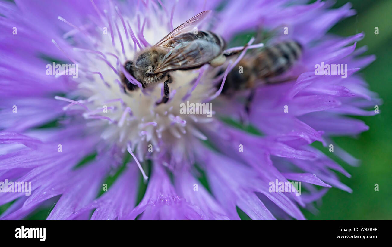 Die Bestäubung, Honigbienen, Wildblumen Garten, Biene bestäubt, bumble bee, Centaurea montana, Pflanzen, Getreide, bumble bee Stockfoto