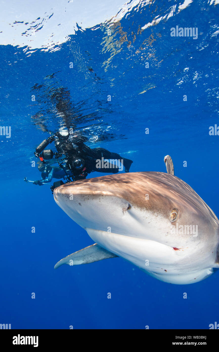 Oceanic Weißspitzen Hai mit Schnorchler, Cat Island, Bahamas Stockfoto