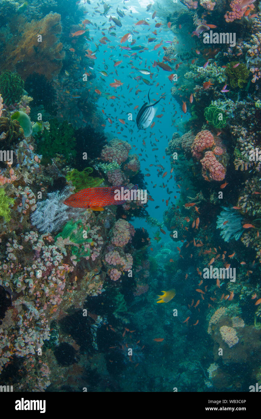 Reef Szene mit Korallenriff und Fisch Stockfoto