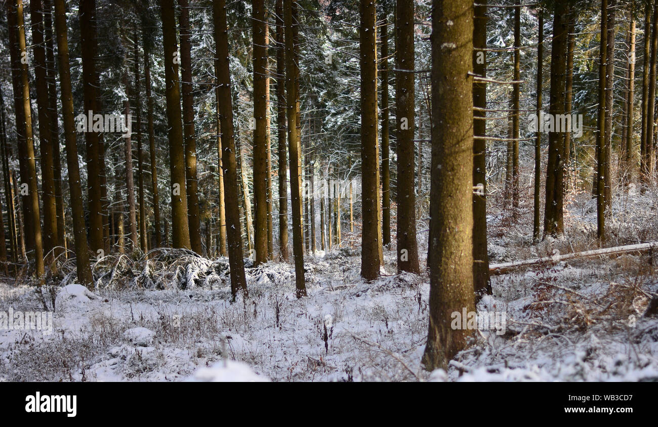 Die ersten Herbst Schneefall in den Wäldern der italienischen Dolomiten Stockfoto