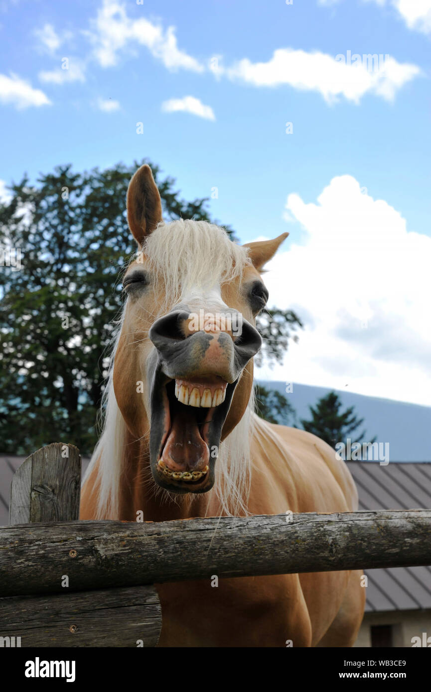 Lustige Porträt eines braunen Pferdes vor dem Hintergrund der Sommer Himmel in die pädagogische Farm. Pet-Therapie Konzept. Stockfoto