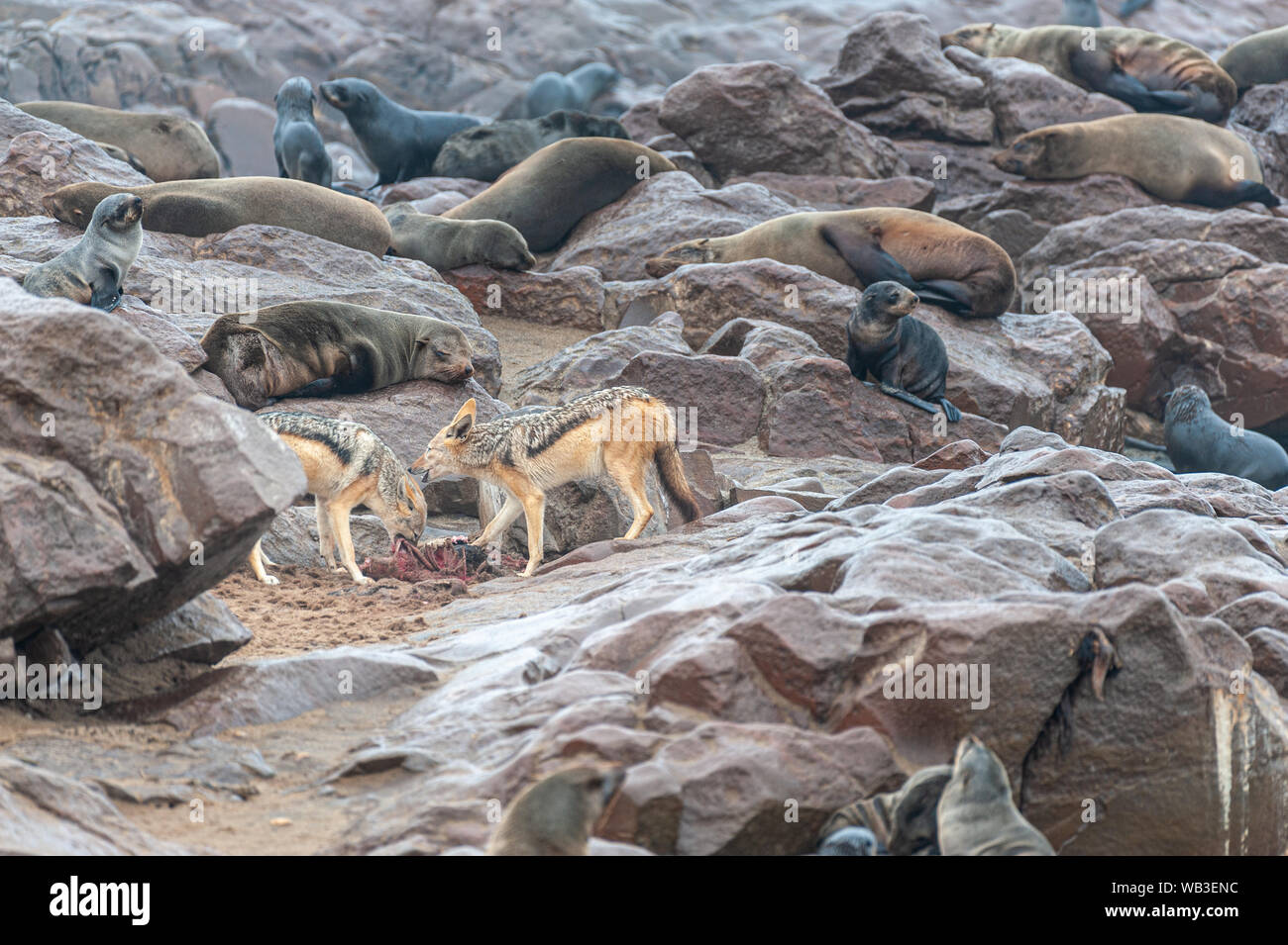 Zwei Schakale - Canis aureus - gasentsorgungssystem an der Küste von Cape Cross, Essen aus einer Dichtung Cadaver, entlang der Skelettküste Namibias. Stockfoto