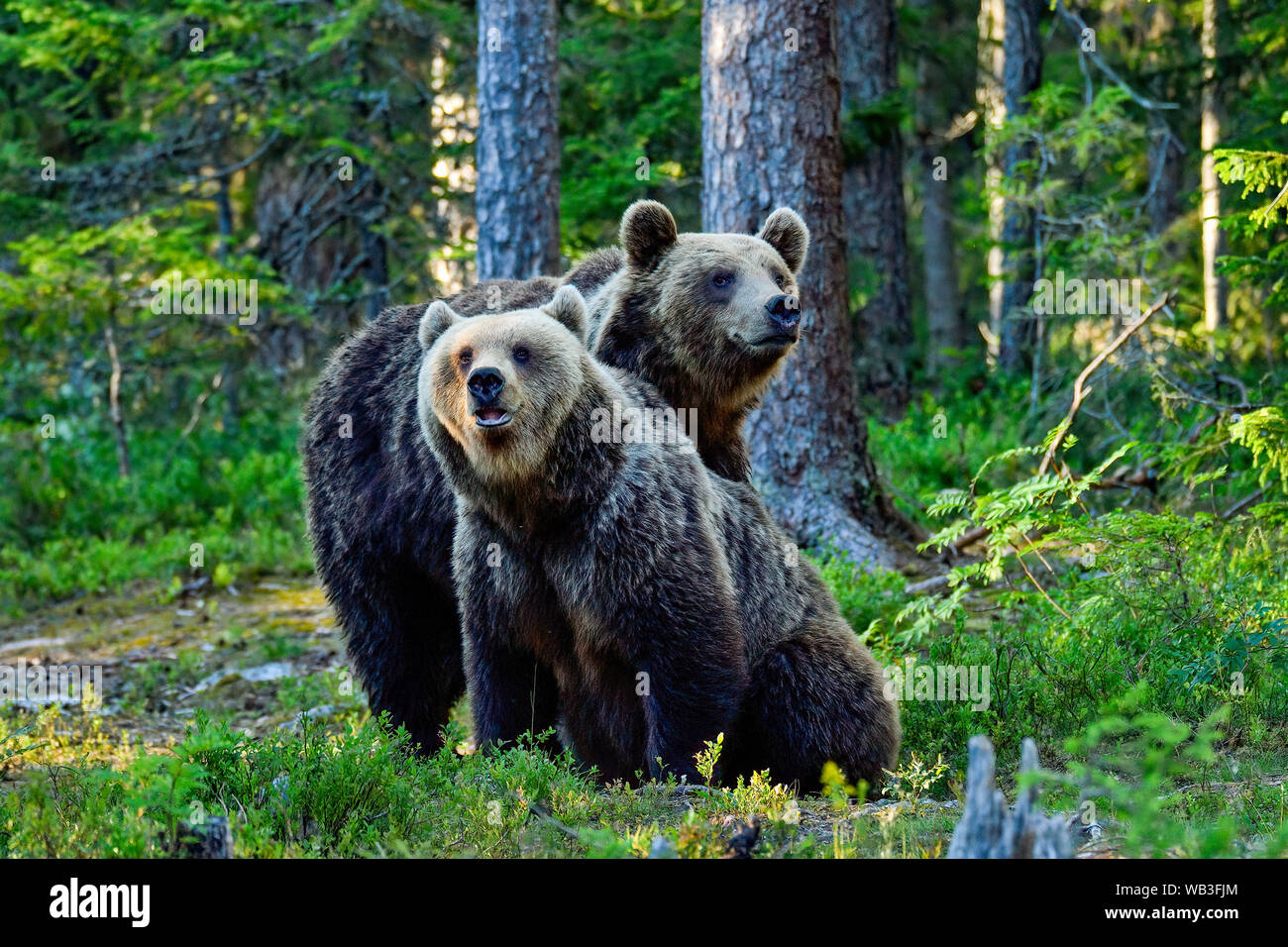 Bären Brüder in den Wald. Stockfoto