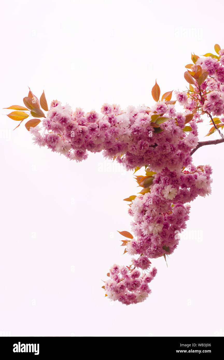 Pink Sakura Blumen auf weißem Hintergrund Stockfoto