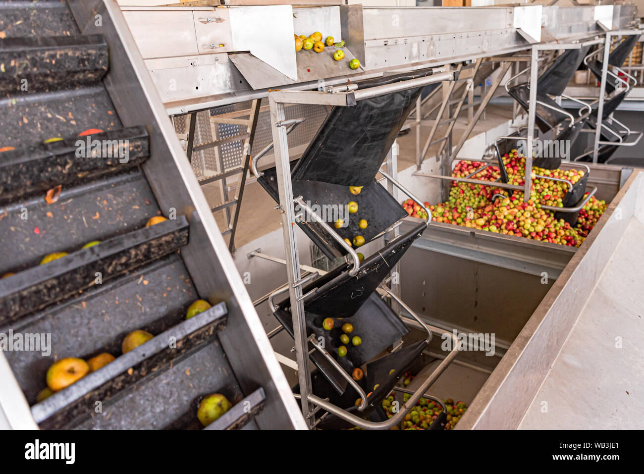 Viele reife Äpfel fallen in einem Container, bereit, Apfelsaft zu pressen Stockfoto