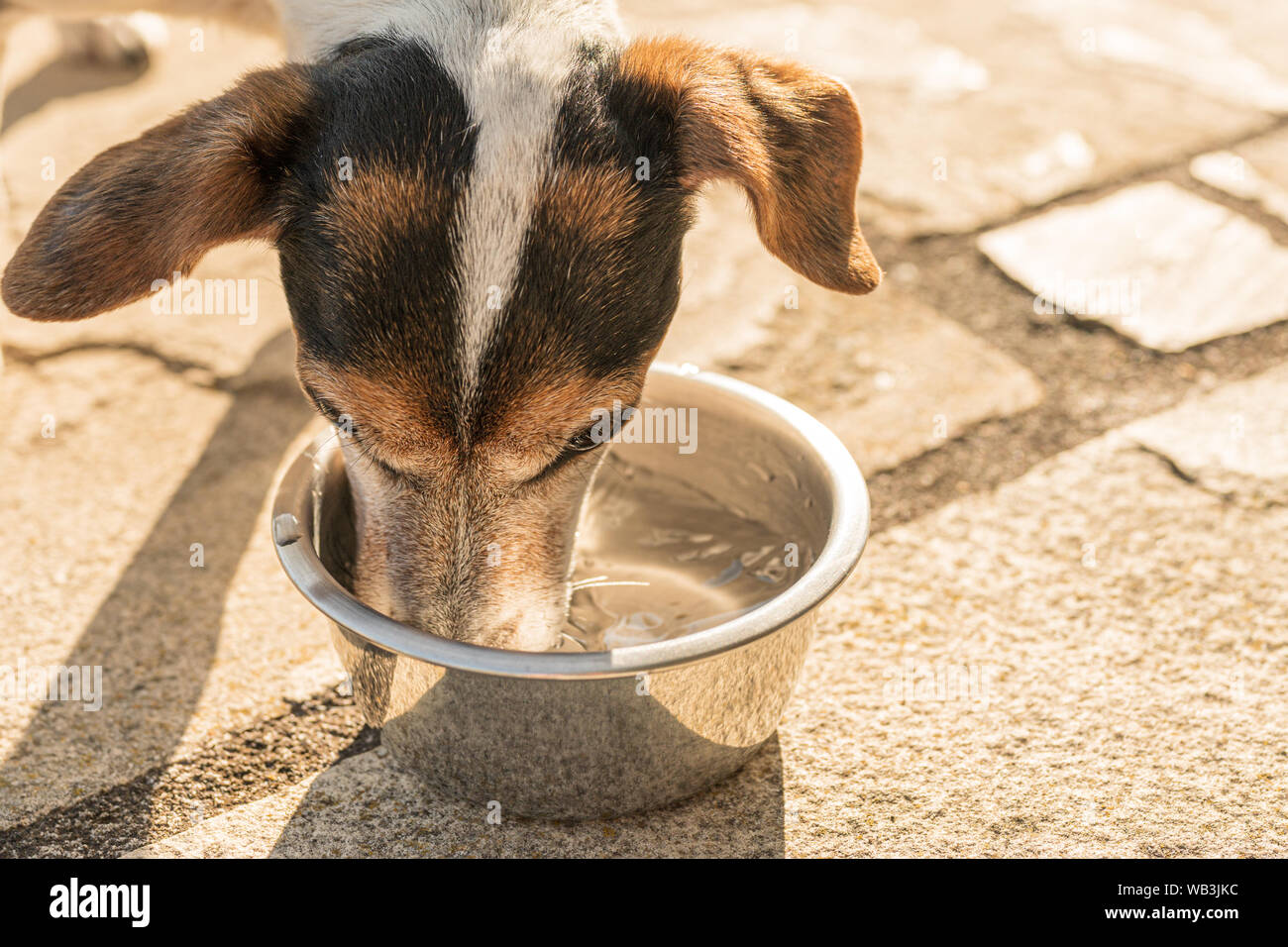 Hund trinkt Wasser aus einer Schüssel in einem heißen Sommer - Jack Russell Terrier Doggy 13 Jahre alt Stockfoto