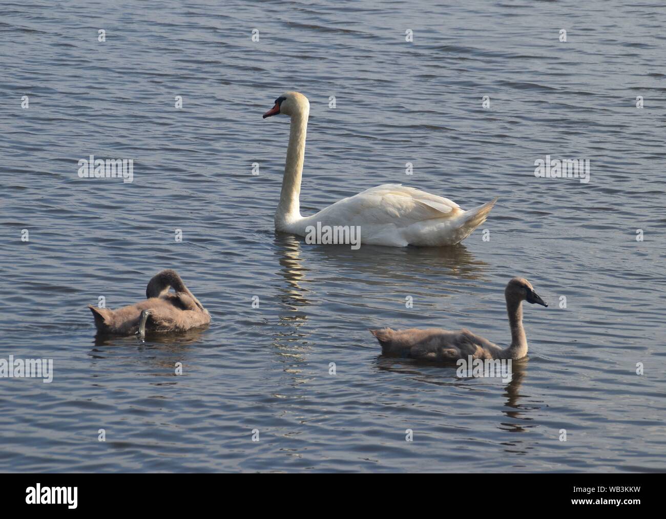 Schwäne Familie in See Stockfoto