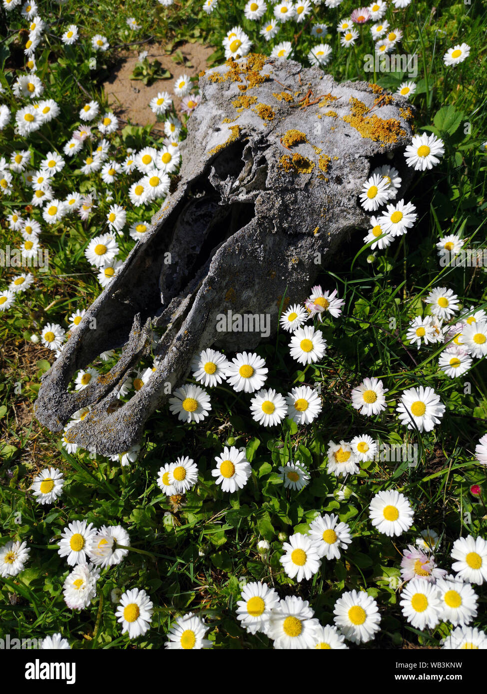Dead Horse Schädel Schädel auf Wiese und Sommer Blumen Stockfoto