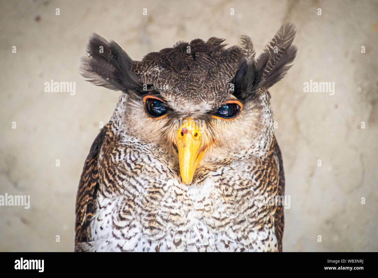 Gesperrt malay Eagle Owl mit gelben Schnabel Stockfoto