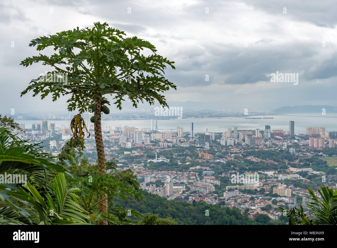 Papaya Baum vor George Town Penang Stockfoto