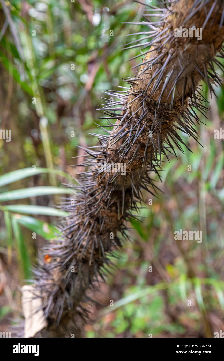 Liana vine in schwarz Dornen, Stacheln in tropischen Regenwald bedeckt Stockfoto