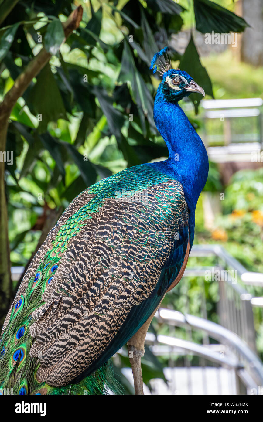 Pfau Pfau mit schönen farbigen Federn glänzend in Blau- und Grüntönen Stockfoto